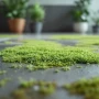 Best Algae Stain Remover for Stone and Concrete Sealers